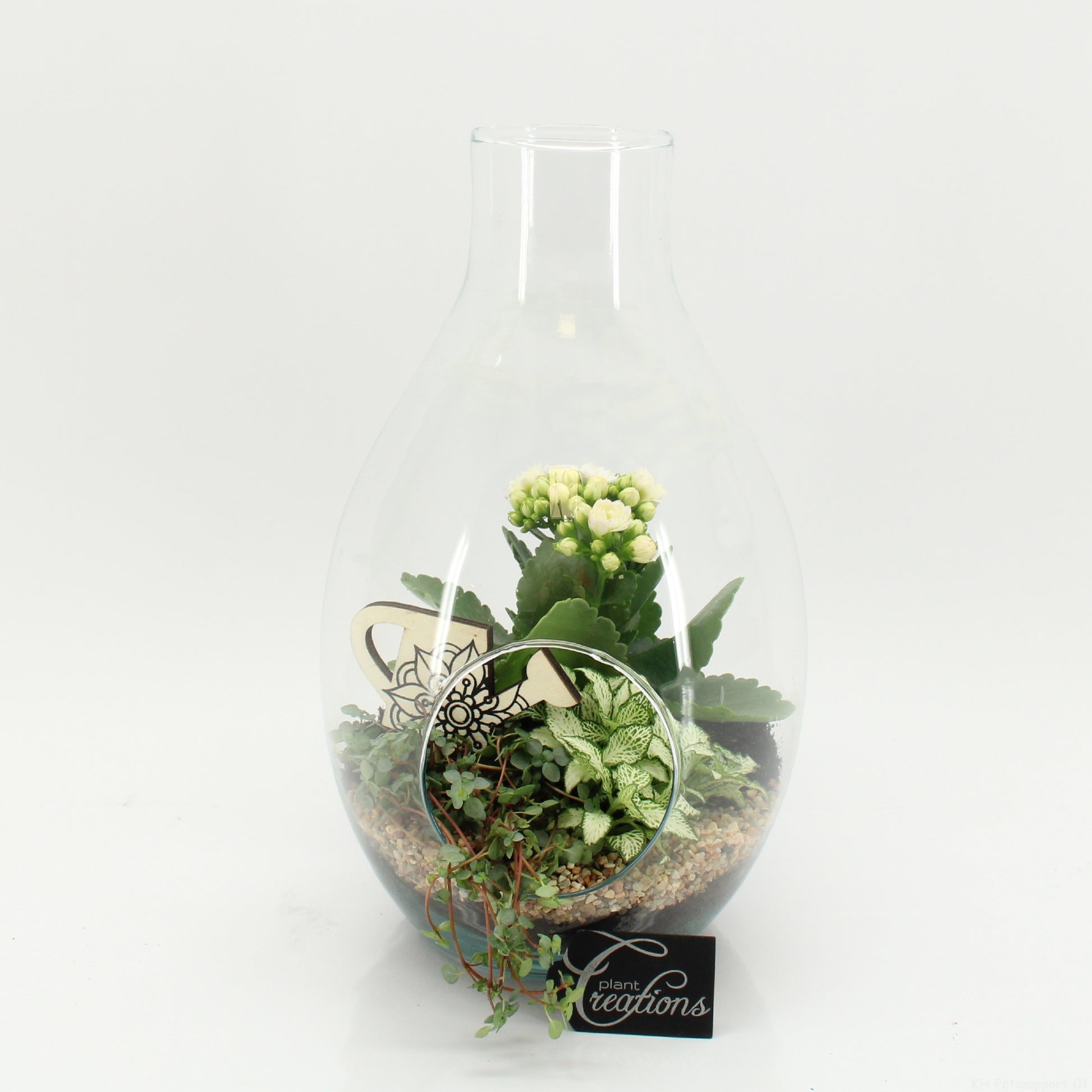 arr. Kamerplanten FDCR-2605W 30cm 17cm Pot