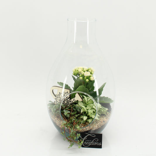 arr. Kamerplanten FDCR-2605W 30cm 17cm Pot