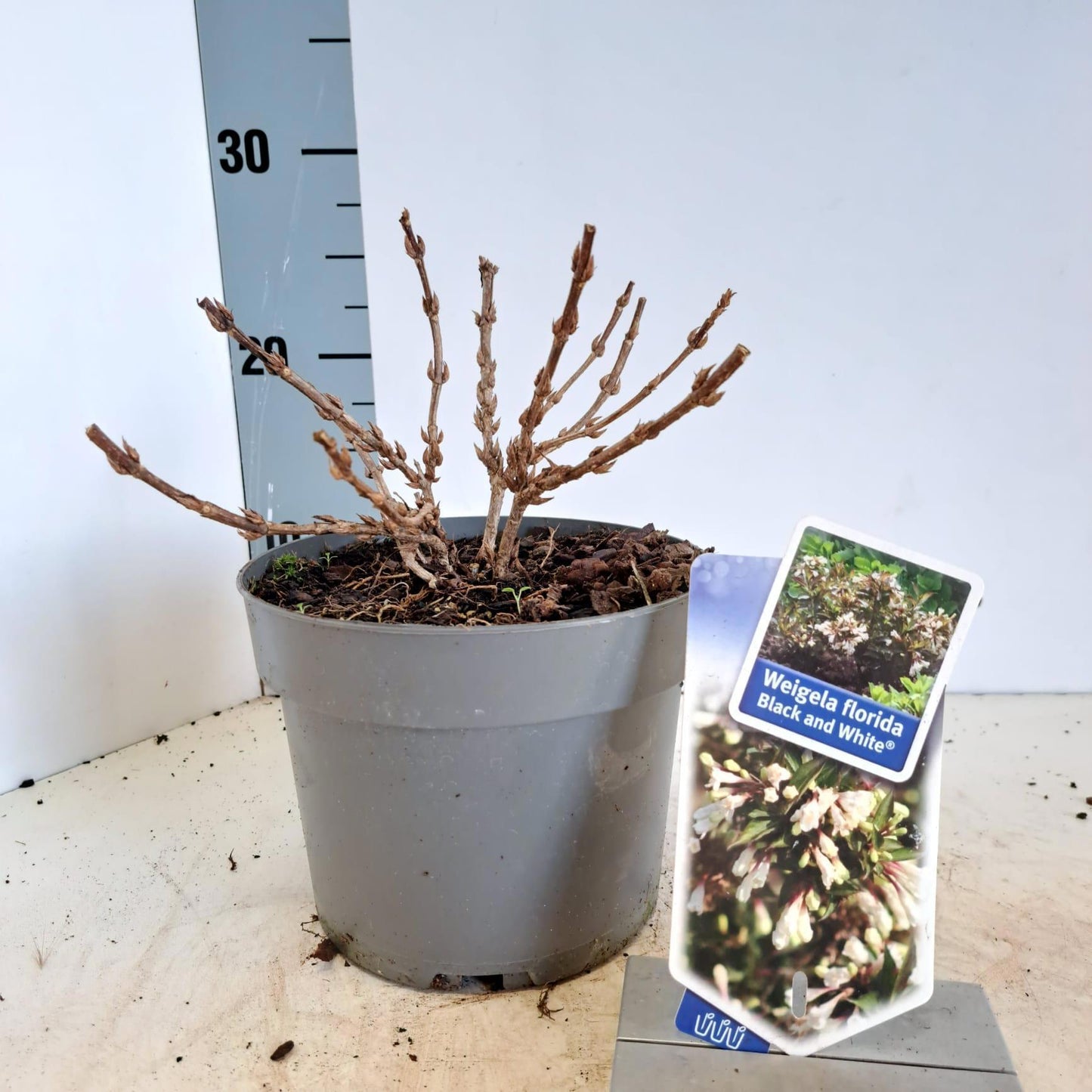 Weigela flor. Black & White 25cm 17cm Pot
