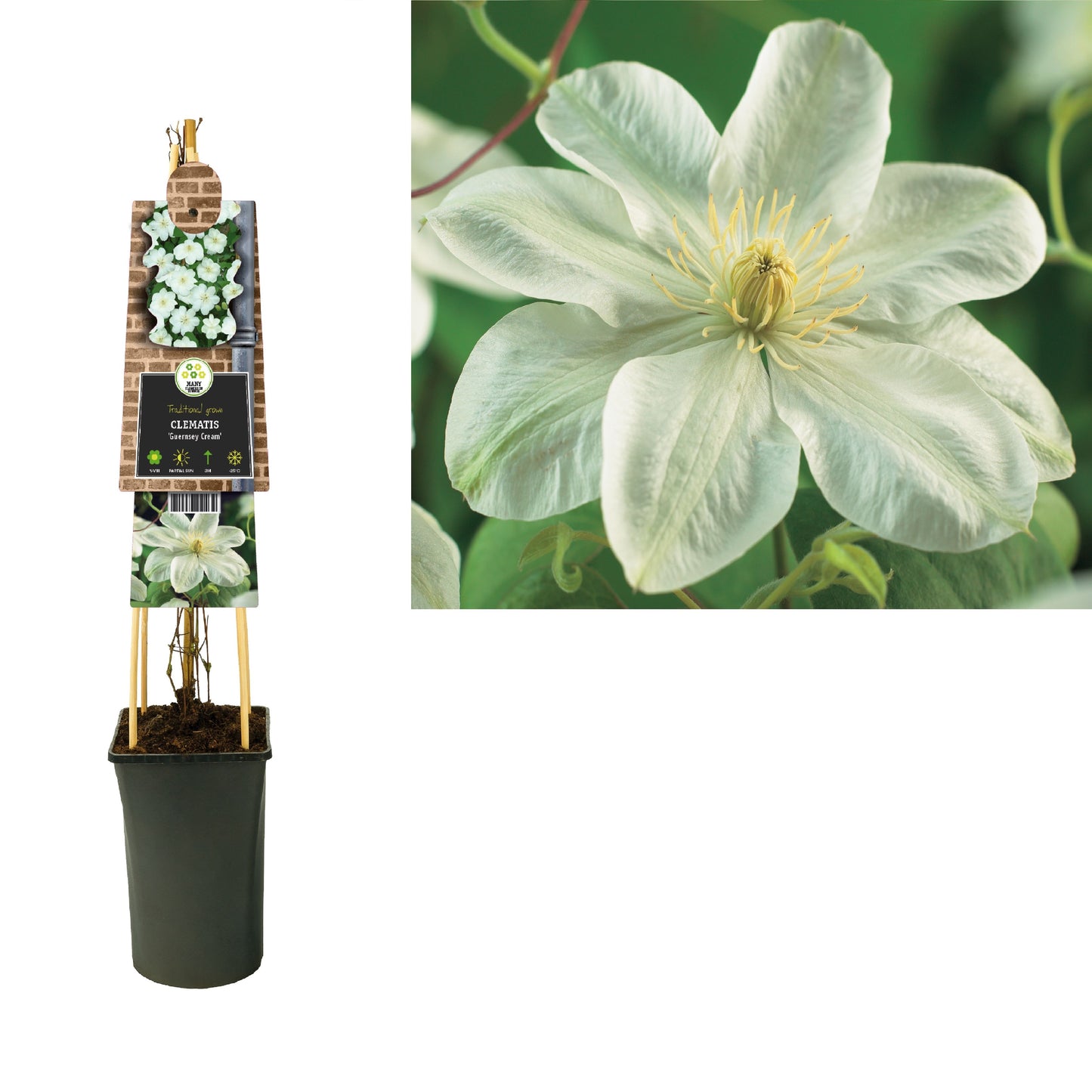 Clematis pat. Guernsey Cream 75cm 17cm Pot