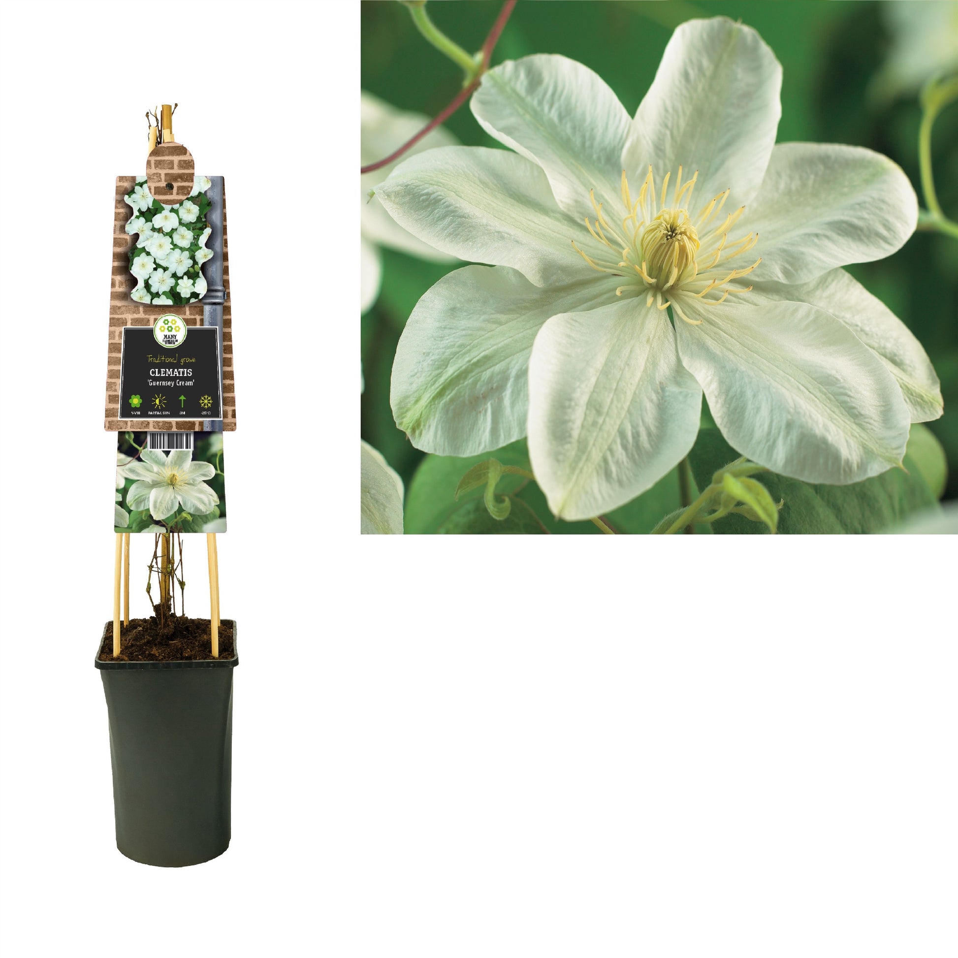 Clematis pat. Guernsey Cream 75cm 17cm Pot