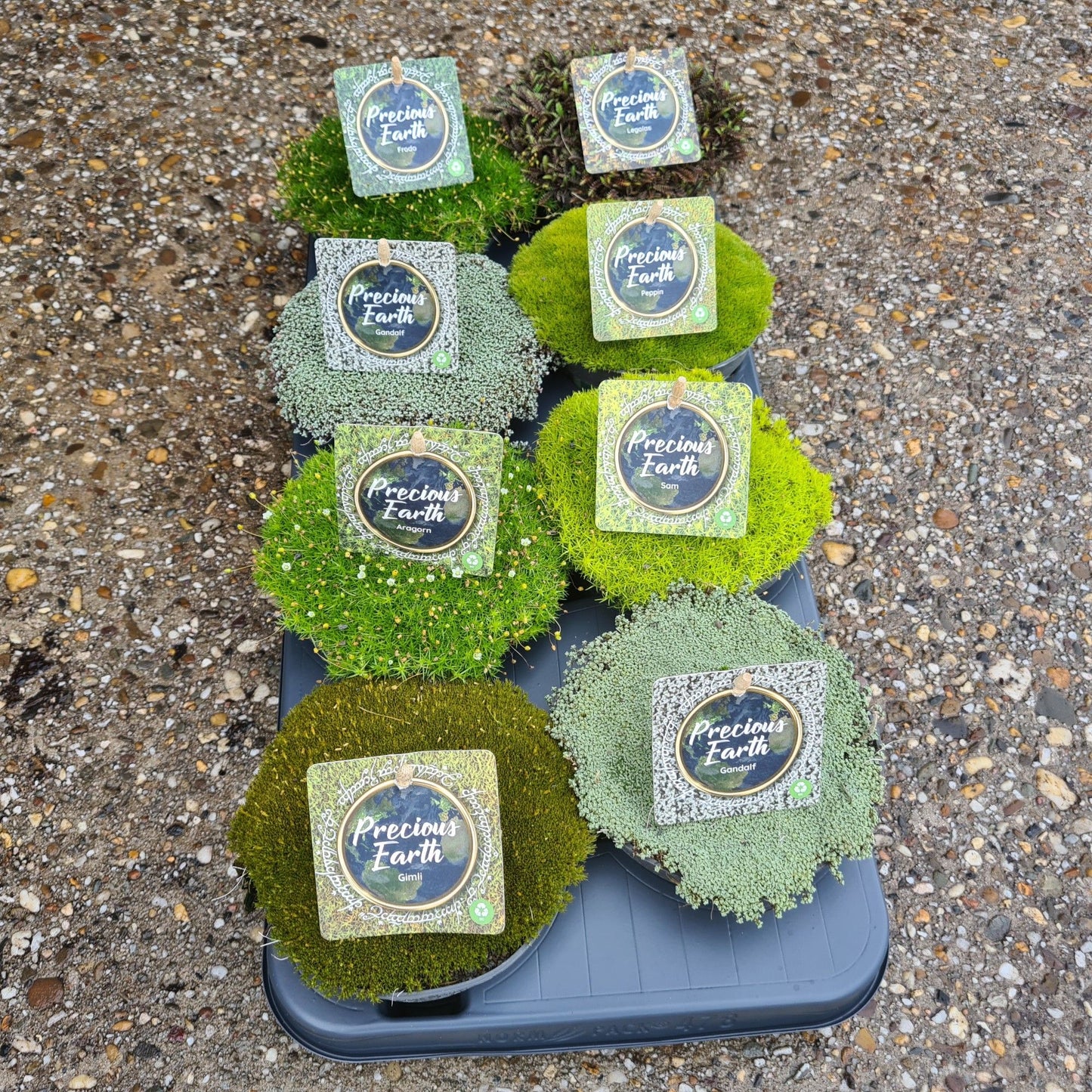 Moss mix 14cm 13cm Pot