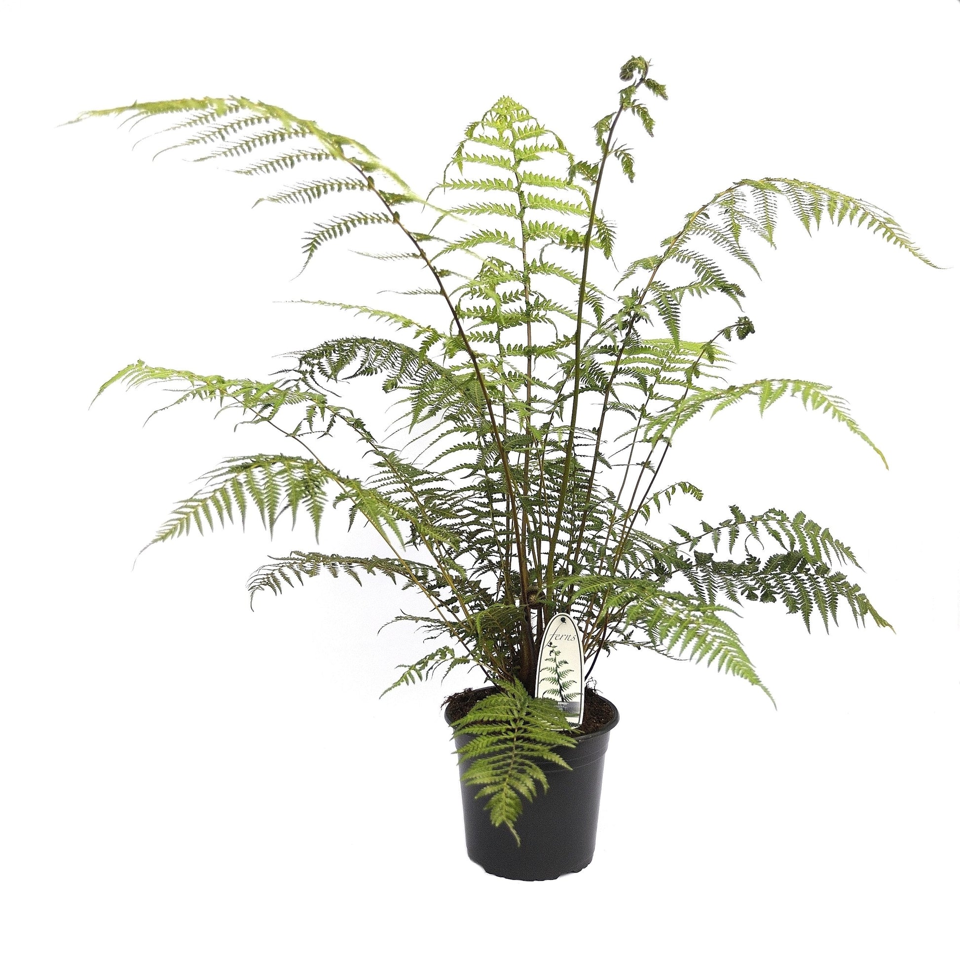 Dicksonia antarctica 100cm 23cm Pot
