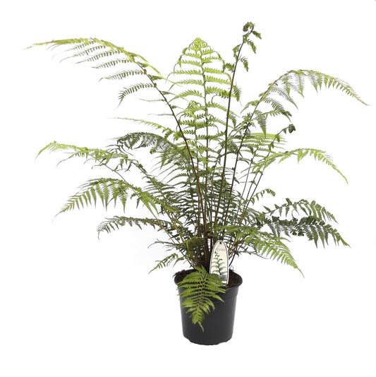 Dicksonia antarctica 100cm 23cm Pot