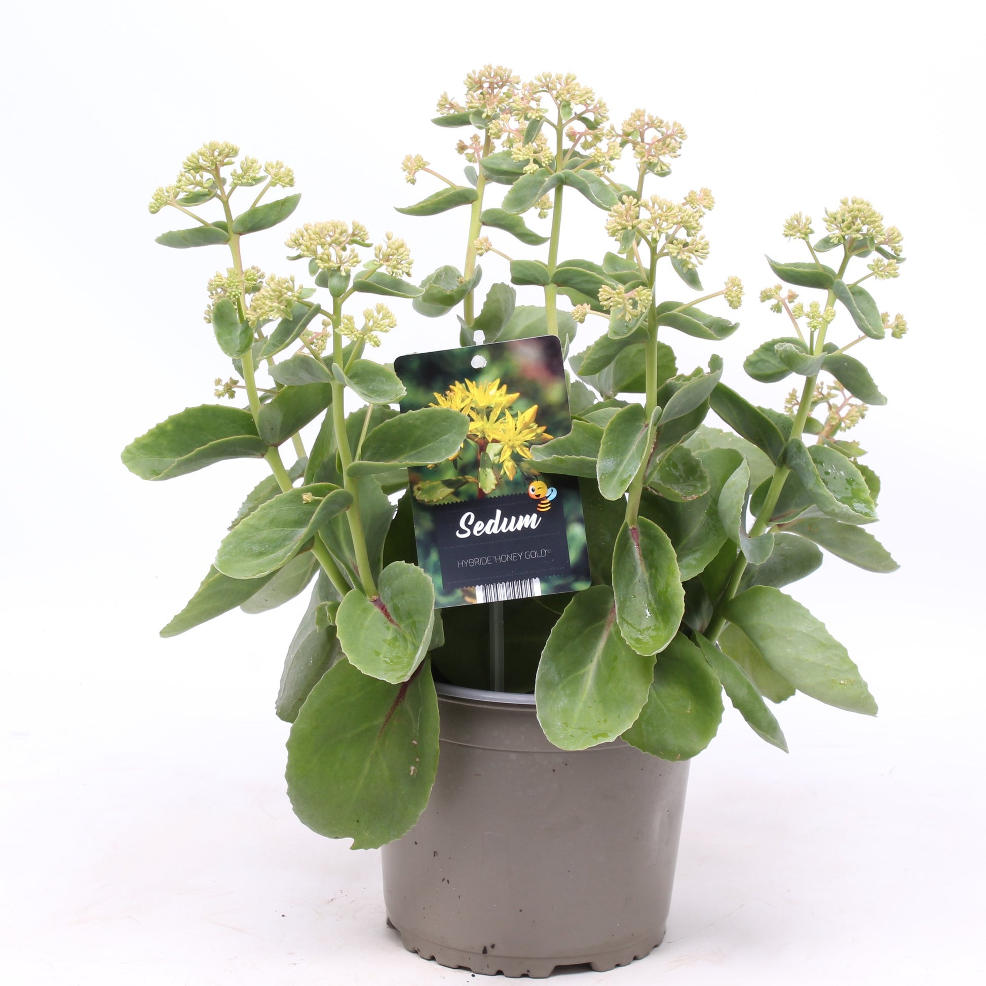 Sedum Honey Gold 30cm 19cm Pot