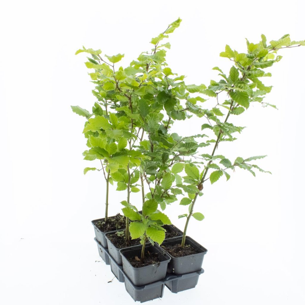 Fagus sylvatica 40cm 9cm Pot
