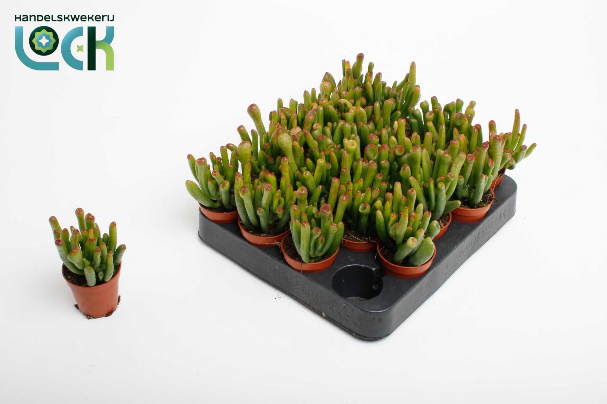 Crassula Horn Tree 10cm 505cm Pot
