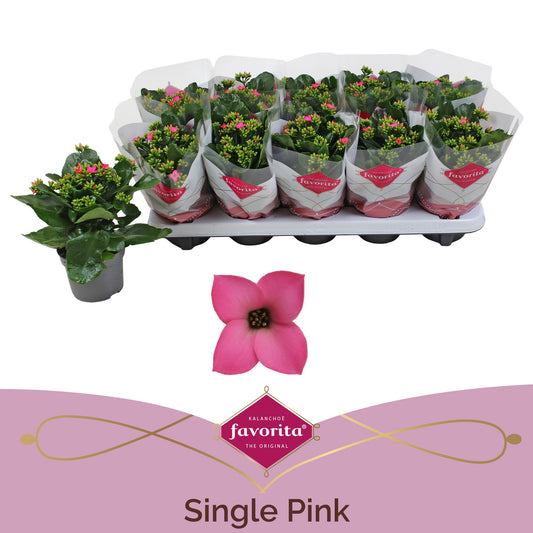Kalanchoe Bella Rosa Pink 22cm 510cm Pot