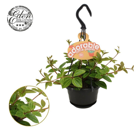 Peperomia angulata 15cm 510cm Pot