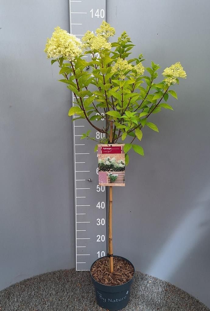 Hydrangea pan. Limelight 100cm 23cm Pot