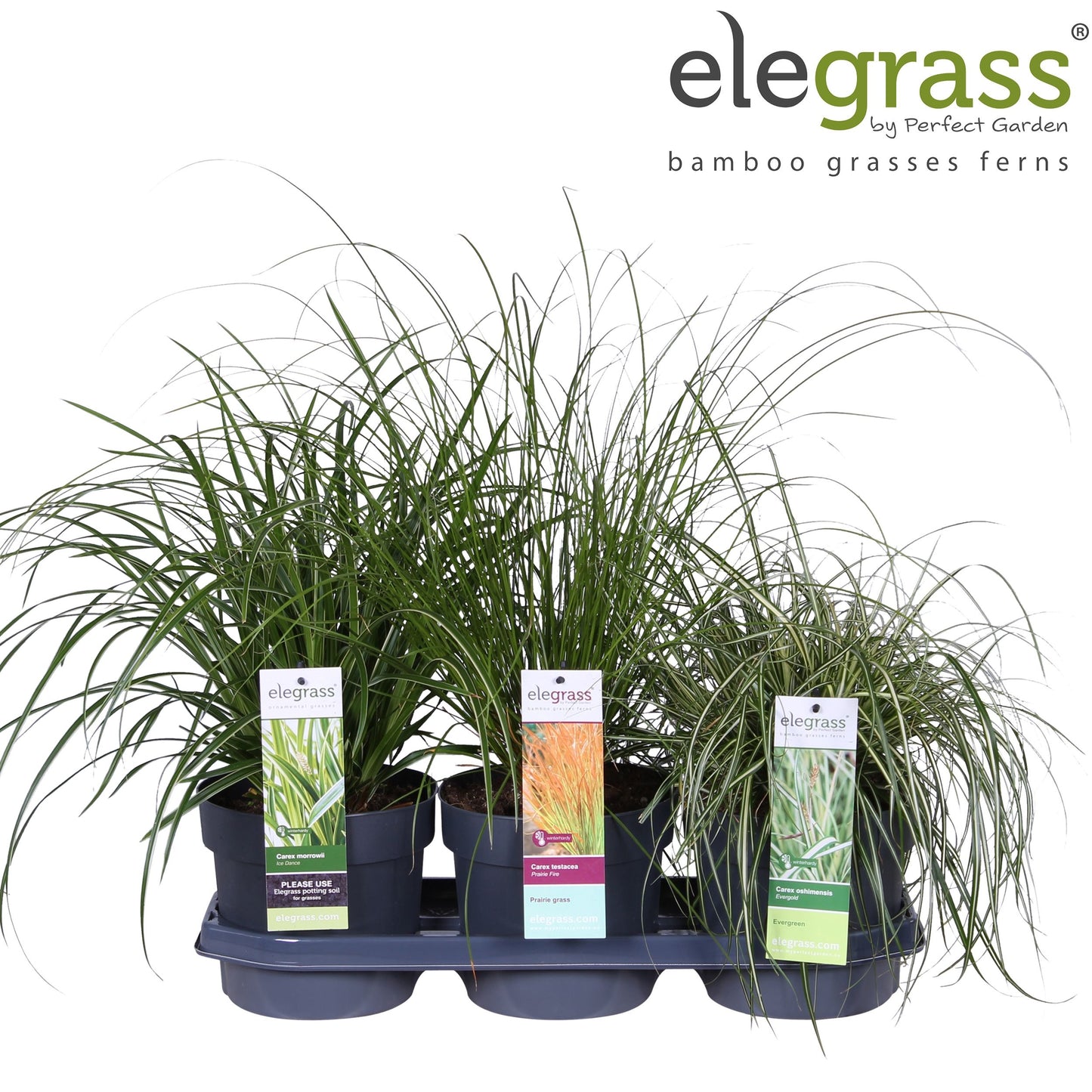 Carex mix 50cm 19cm Pot