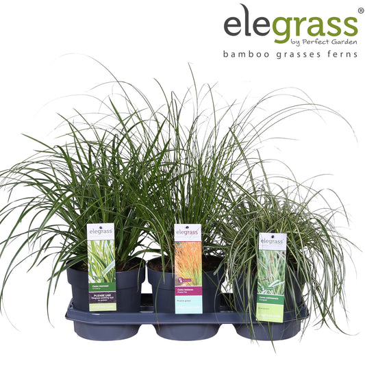 Carex mix 50cm 19cm Pot