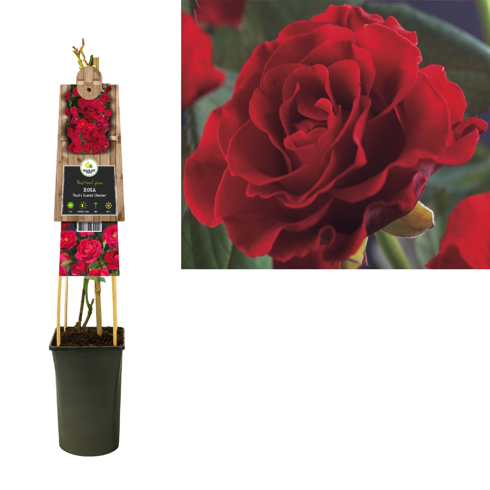 Rosa Paul Scarlet Climber 75cm 17cm Pot