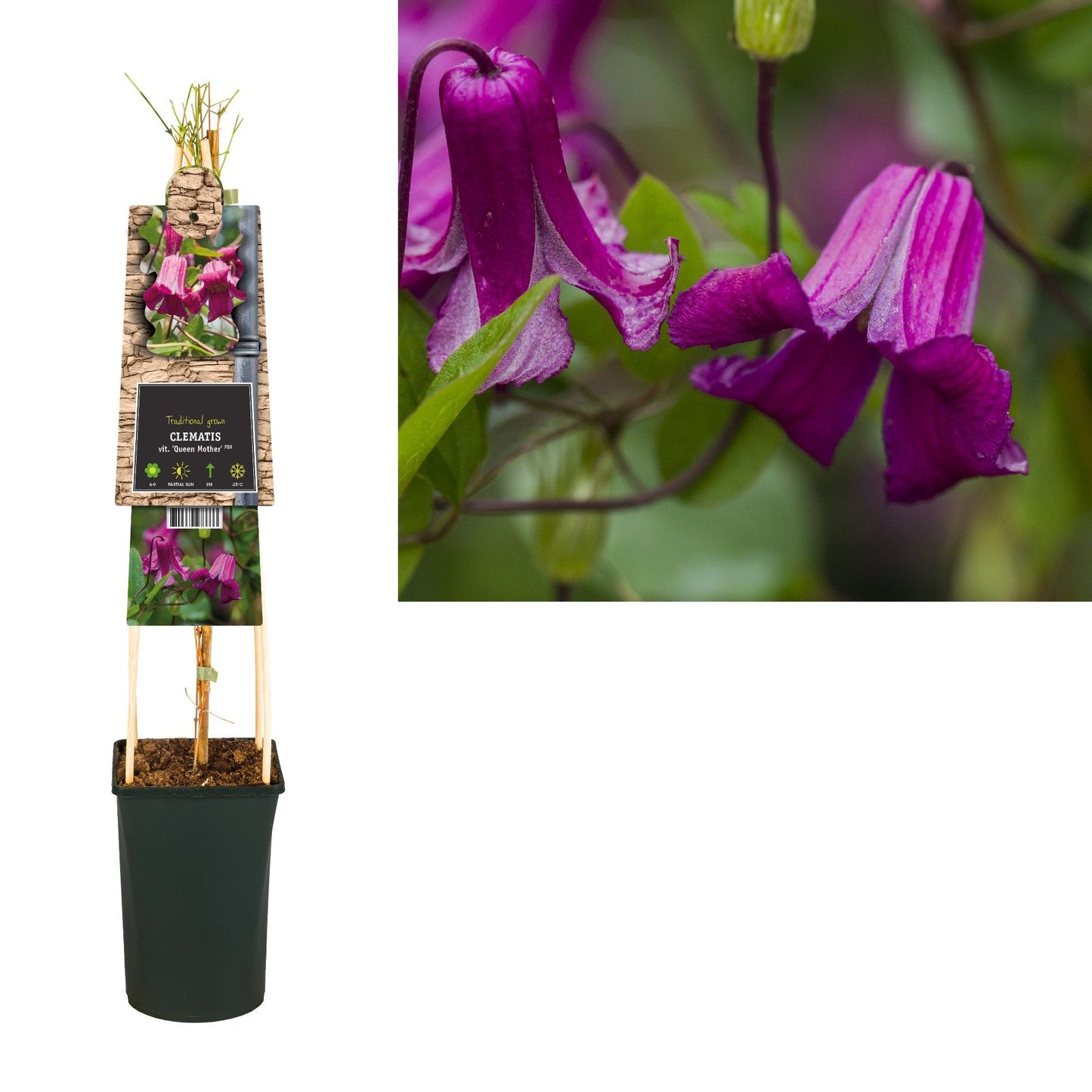 Clematis Queen Mother 75cm 17cm Pot