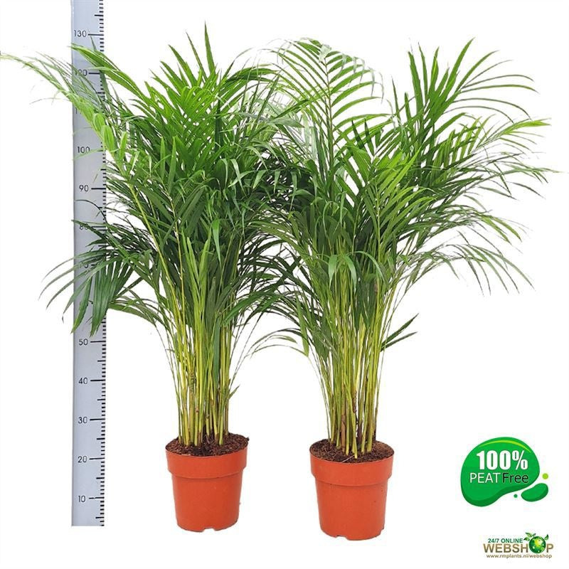 Dypsis lutescens 120cm 23cm Pot