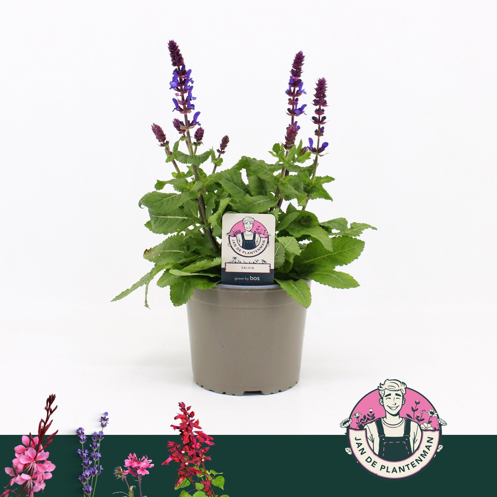 Salvia nem. Sensation Sky Blue 35cm 17cm Pot