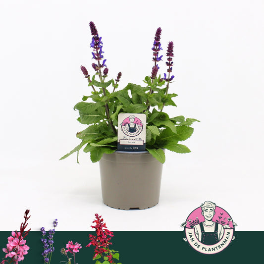 Salvia nem. Sensation Sky Blue 35cm 17cm Pot