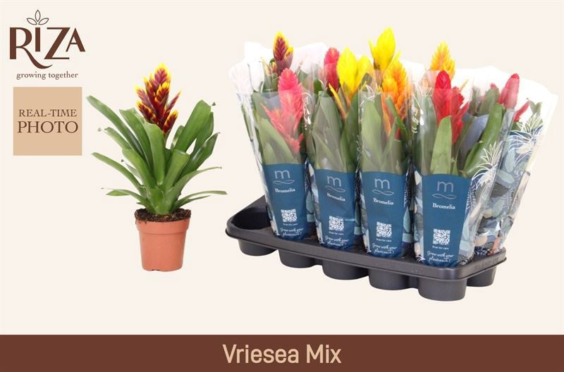 Vriesea mix 41cm 12cm Pot
