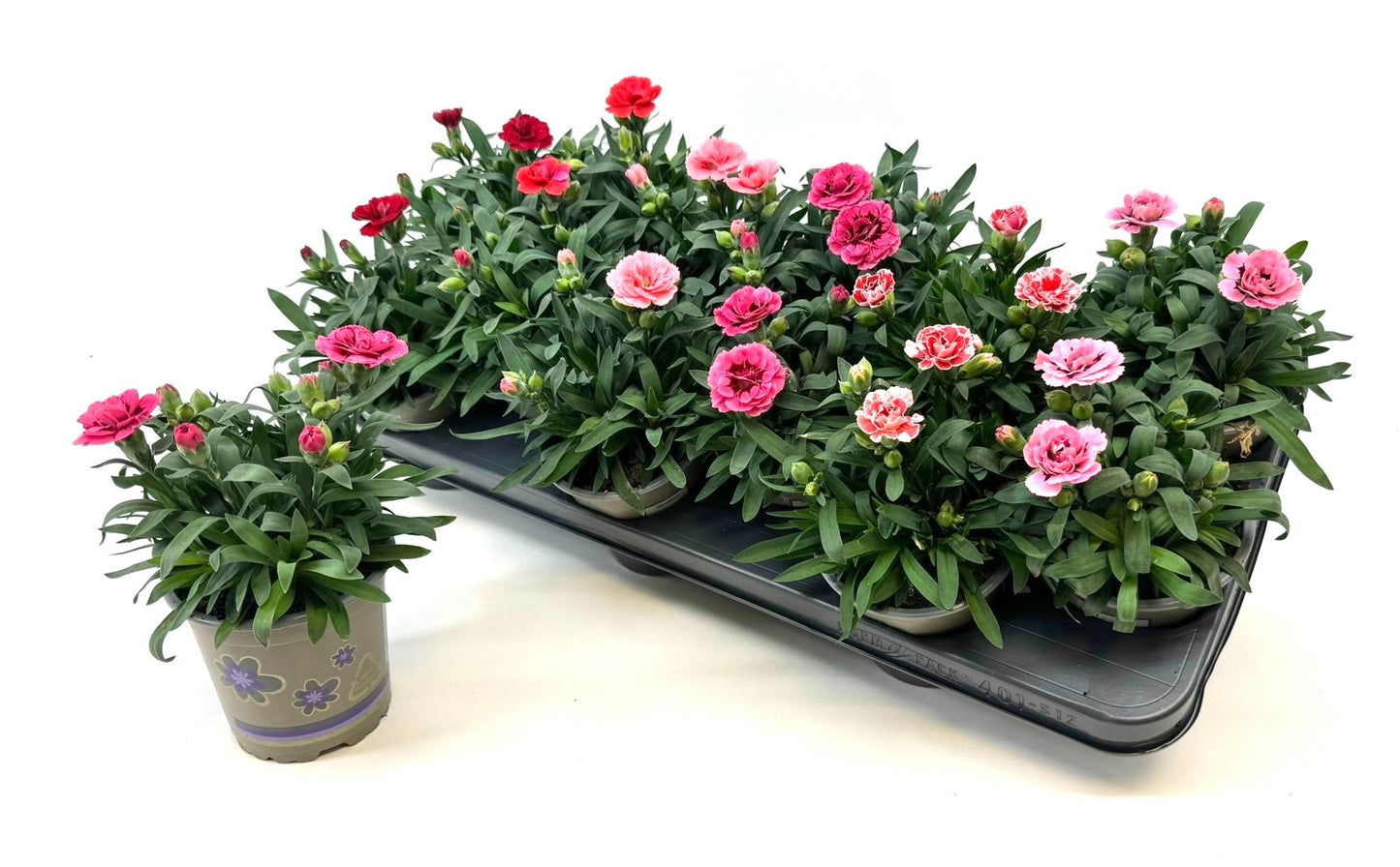 Dianthus Oscar mix 18cm 11cm Pot