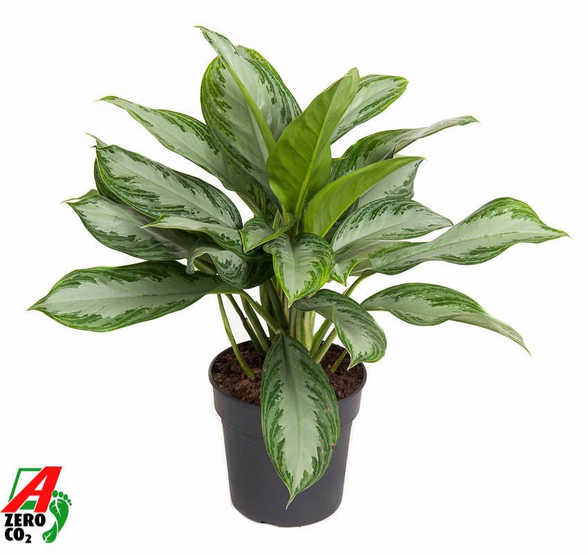 Aglaonema Silver Bay 60cm 19cm Pot