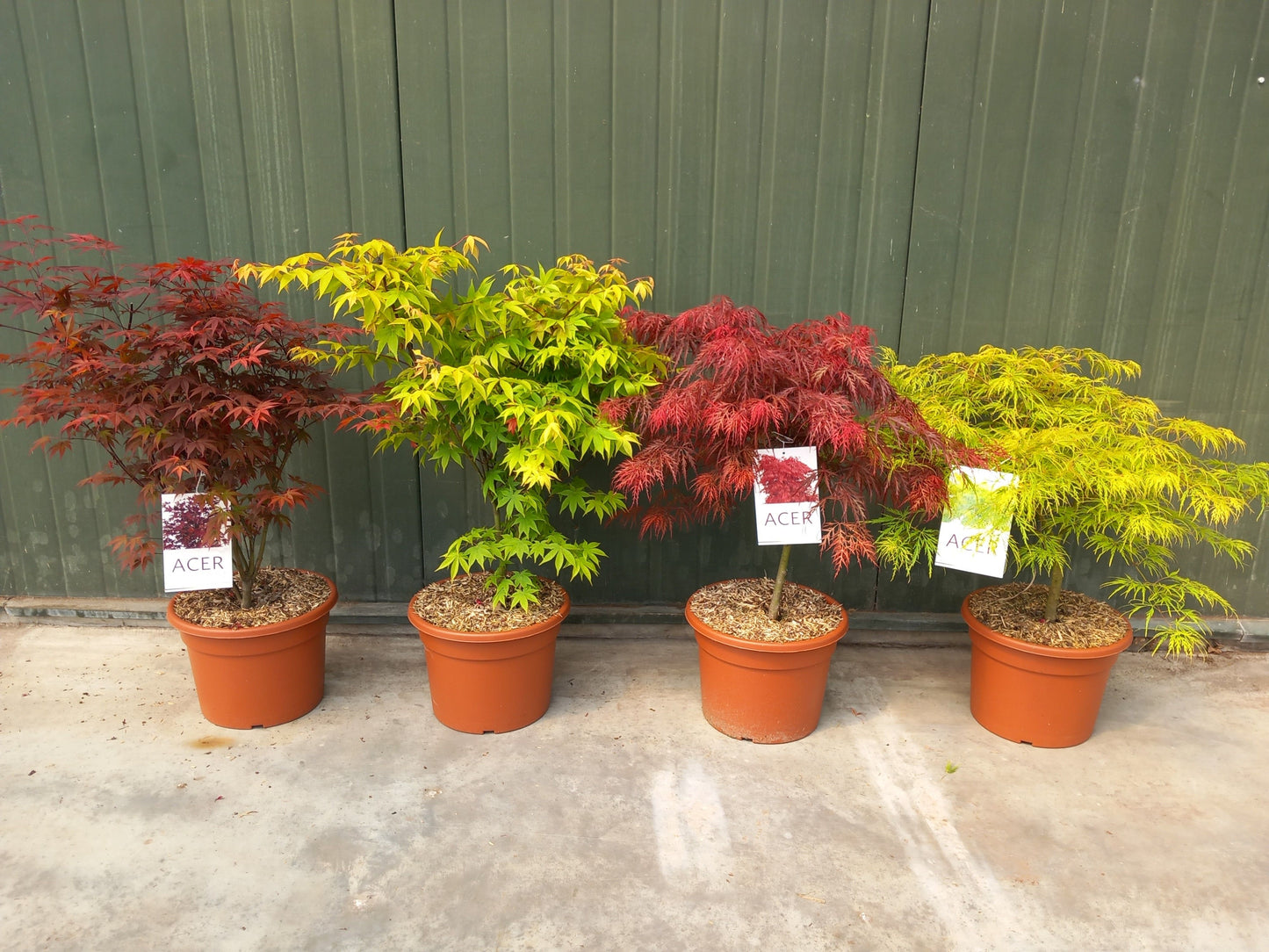 Acer palmatum mix 100cm 32cm Pot