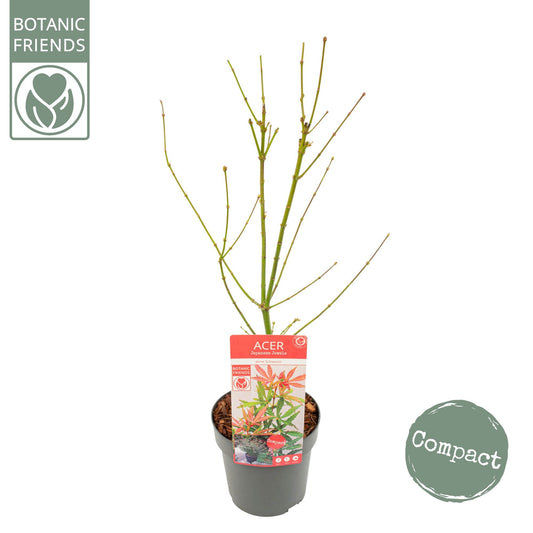 Acer Jerre Schwartz 65cm 19cm Pot
