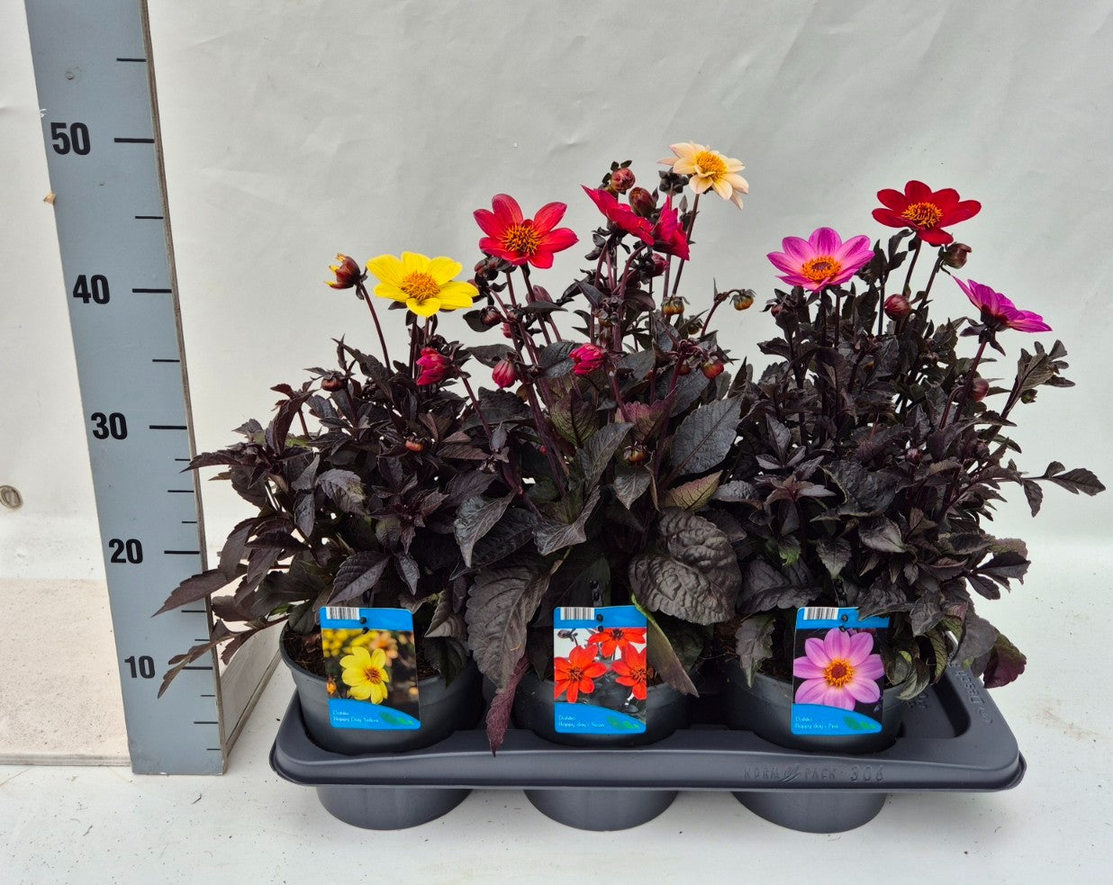 Dahlia mix CC 4 col. 30cm 17cm Pot