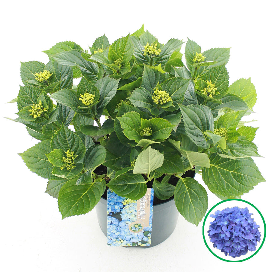Hydrangea macr. blue 45cm 23cm Pot