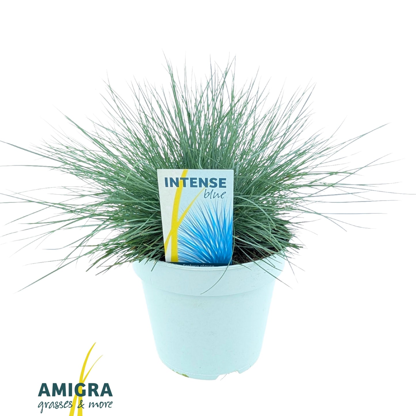 Festuca Intense Blue 45cm 17cm Pot