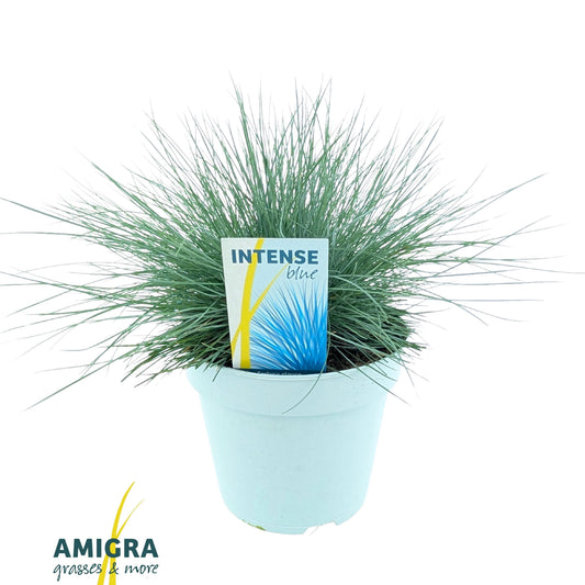 Festuca Intense Blue 45cm 17cm Pot