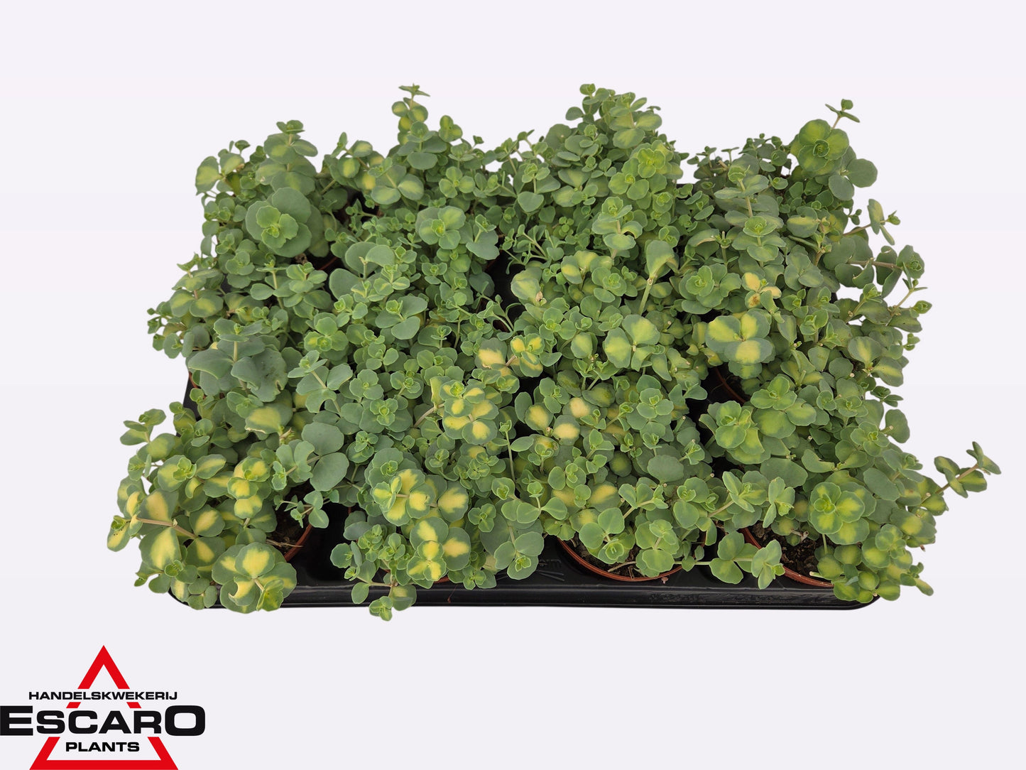 Sedum sieboldii Mediovariegatum 12cm Special Pot (508)
