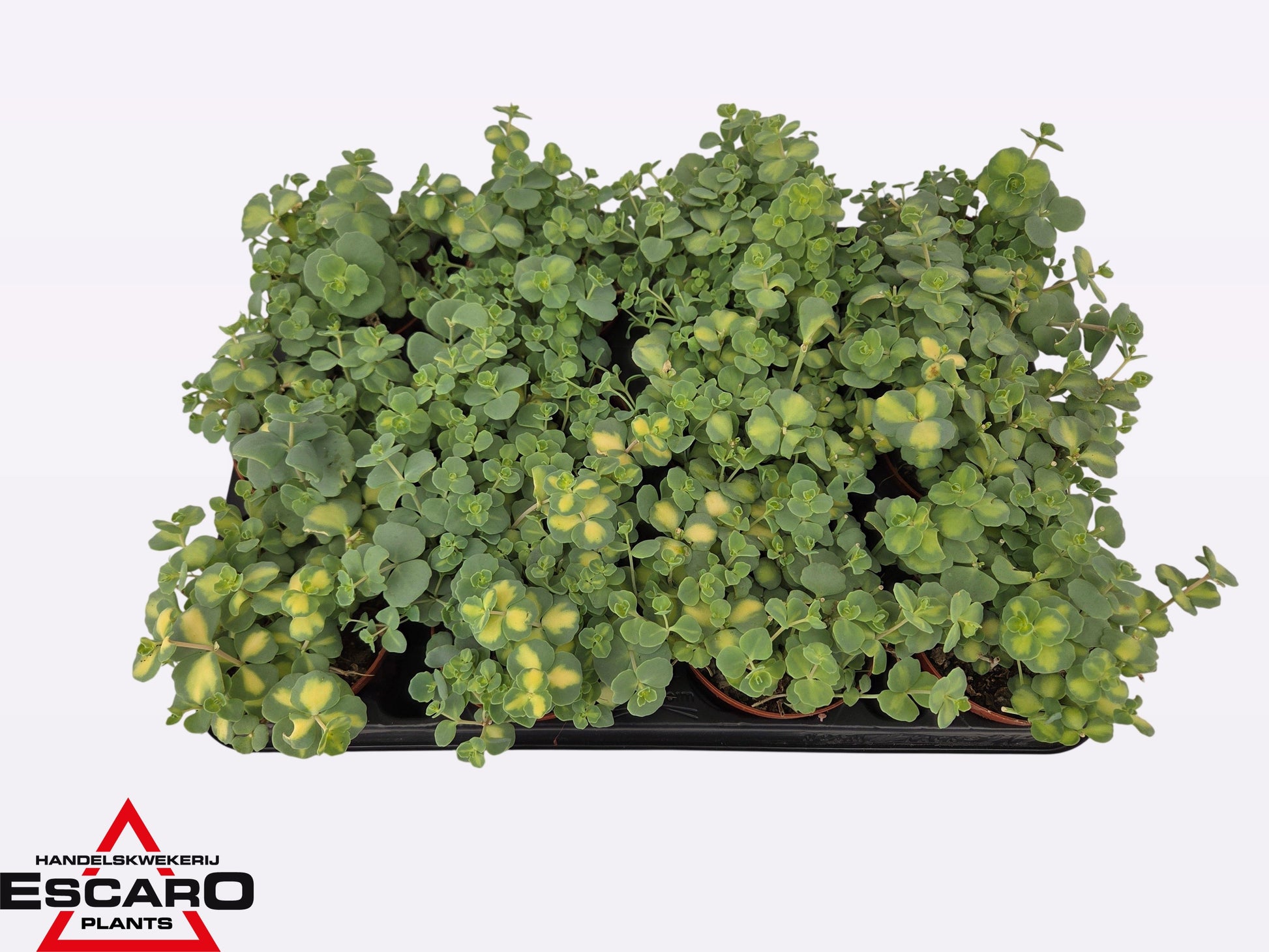 Sedum sieboldii Mediovariegatum 12cm Special Pot (508)