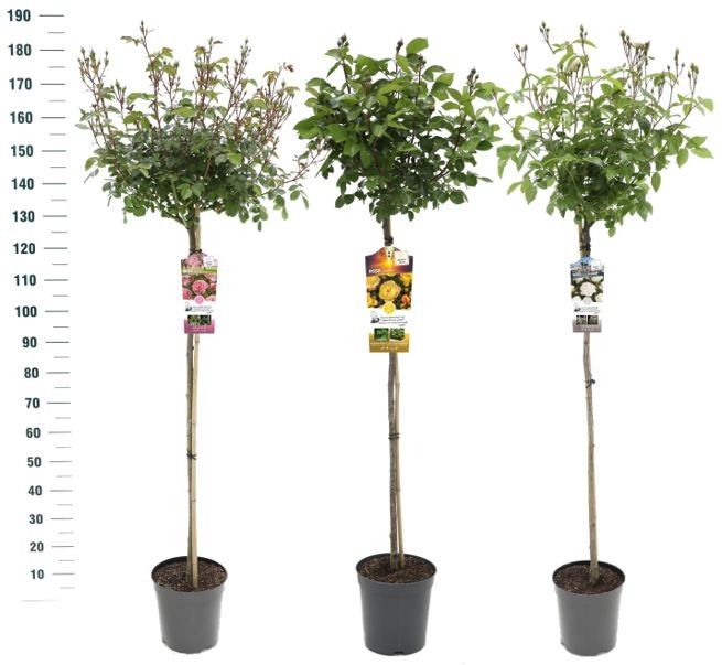 Roses standard mix 125cm 24cm Pot