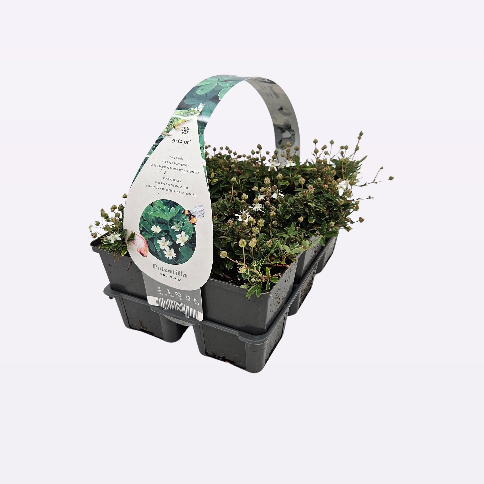 Potentilla tridentata Nuuk 15cm 9cm Pot