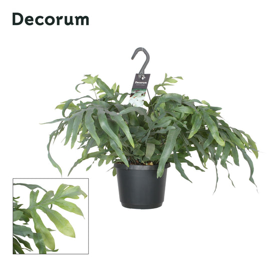 Phlebodium Blue Star 45cm 17cm Pot