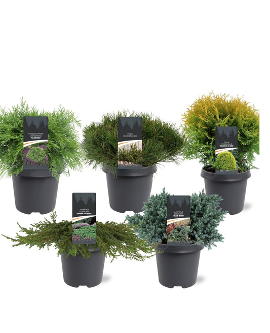 Conifer mix 45cm 23cm Pot