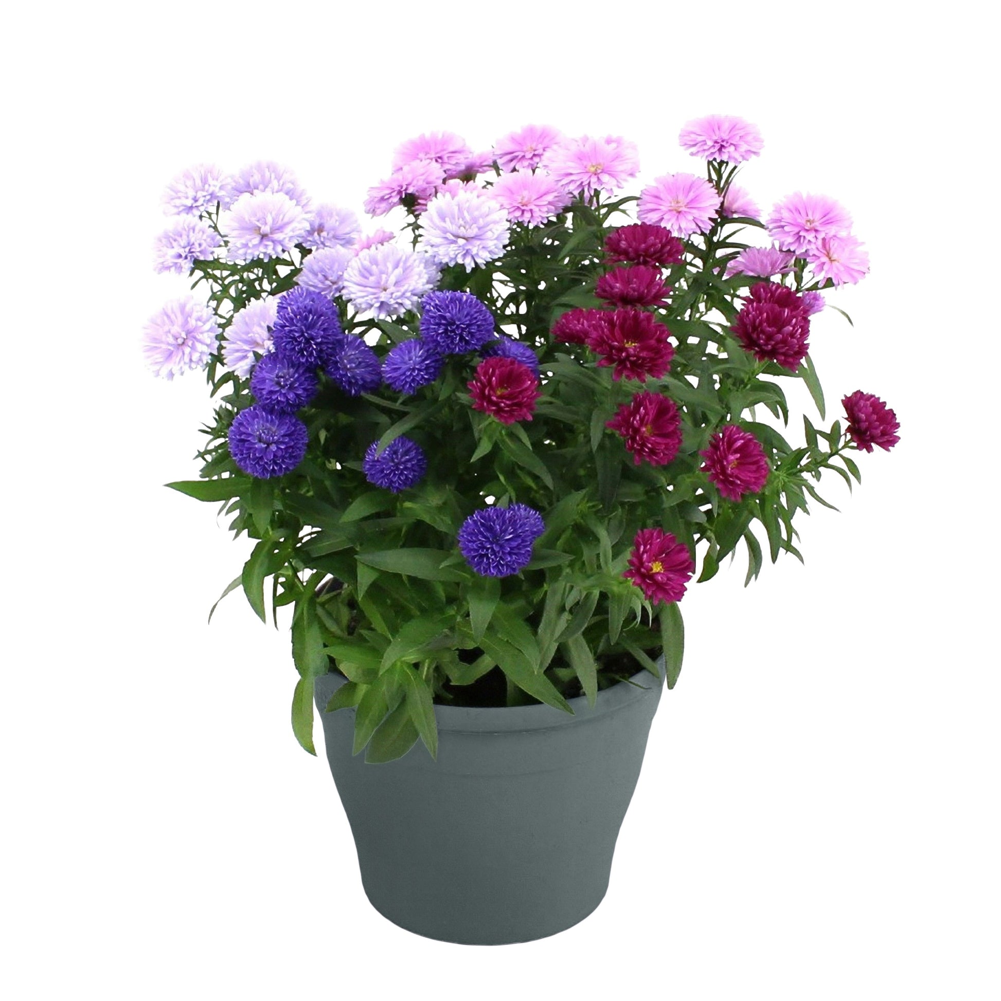 Aster nb. Showmakers mix 35cm 19cm Pot