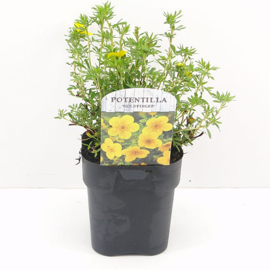 Potentilla frut. Goldfinger 25cm 17cm Pot
