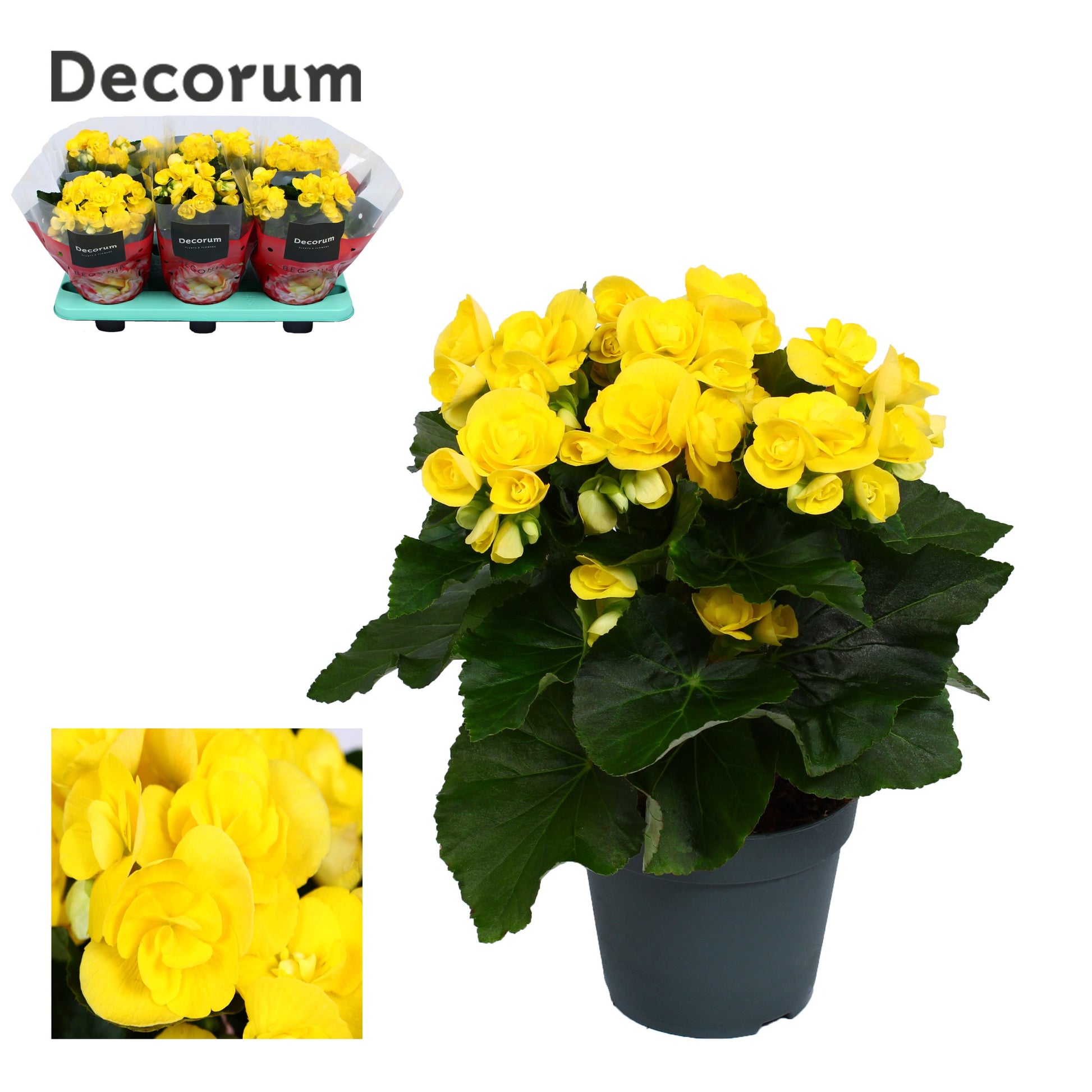 Begonia elatior Rebecca 32cm 14cm Pot