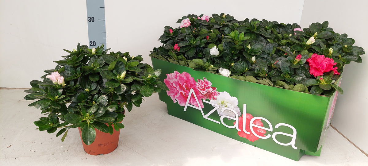 Rhododendron simsii Vogel mix 28cm 14cm Pot
