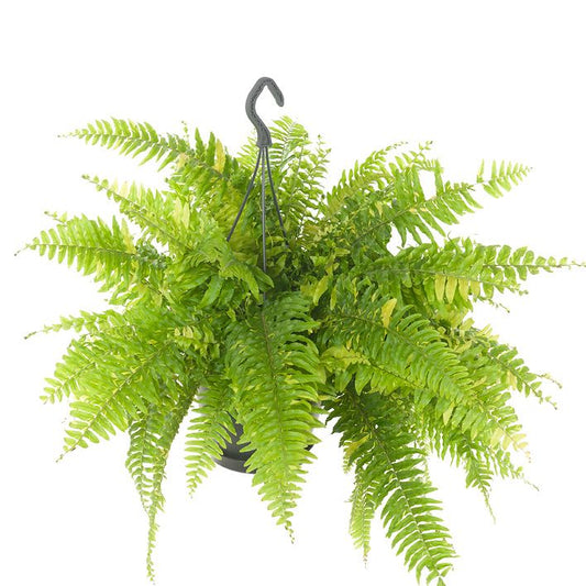 Nephrolepis Tiger 60cm 20cm Pot