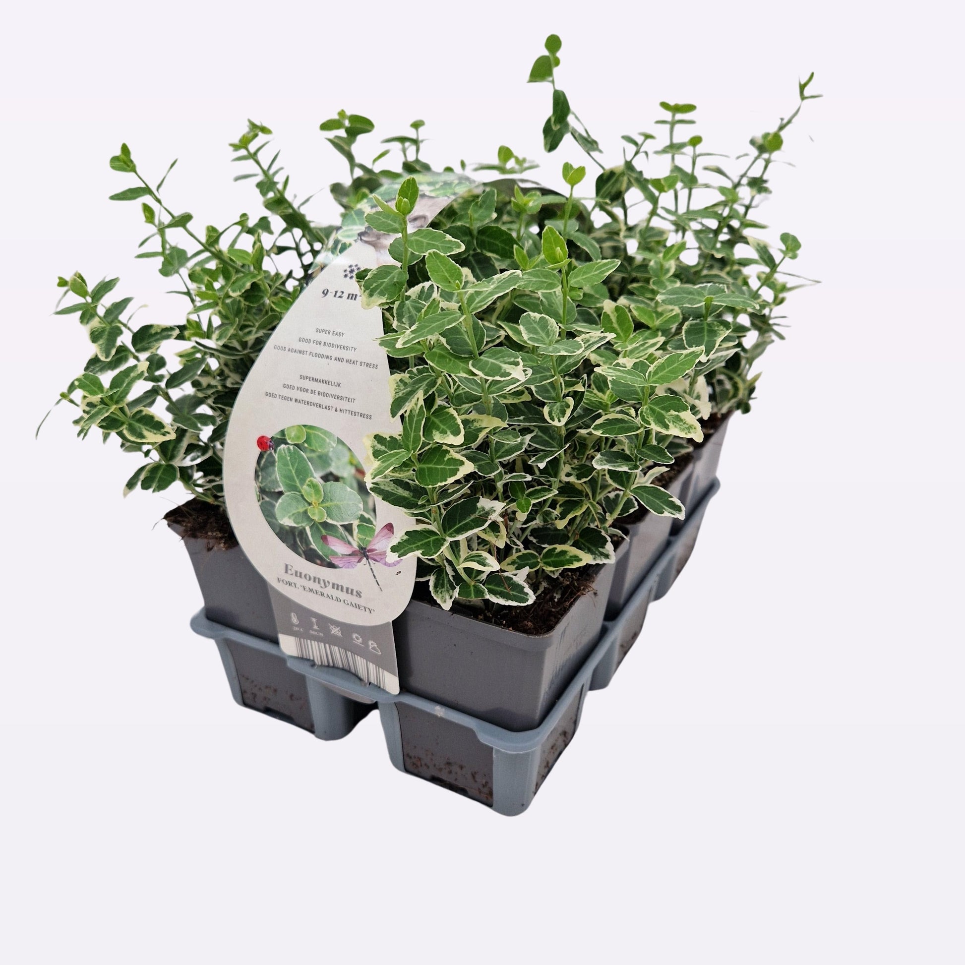 Euonymus for. Emerald Gaiety 10cm 9cm Pot