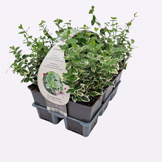 Euonymus for. Emerald Gaiety 10cm 9cm Pot