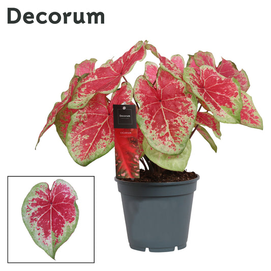 Caladium bicolor 50cm 17cm Pot