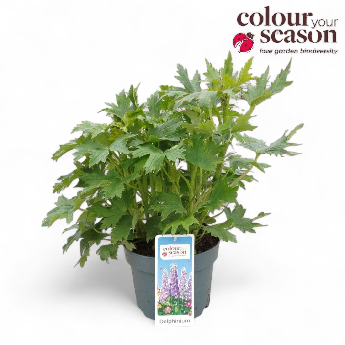 Delphinium mix 50cm 19cm Pot