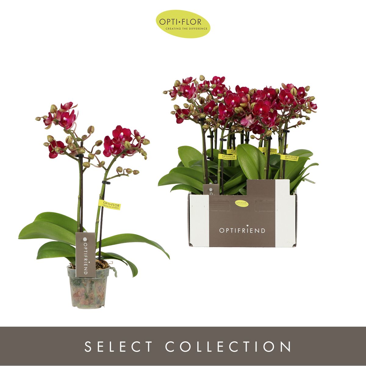 Phalaenopsis Lola 25cm 7cm Pot