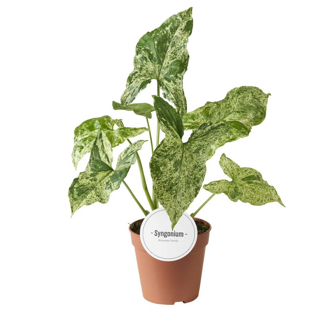 Syngonium Mottled 25cm 12cm Pot