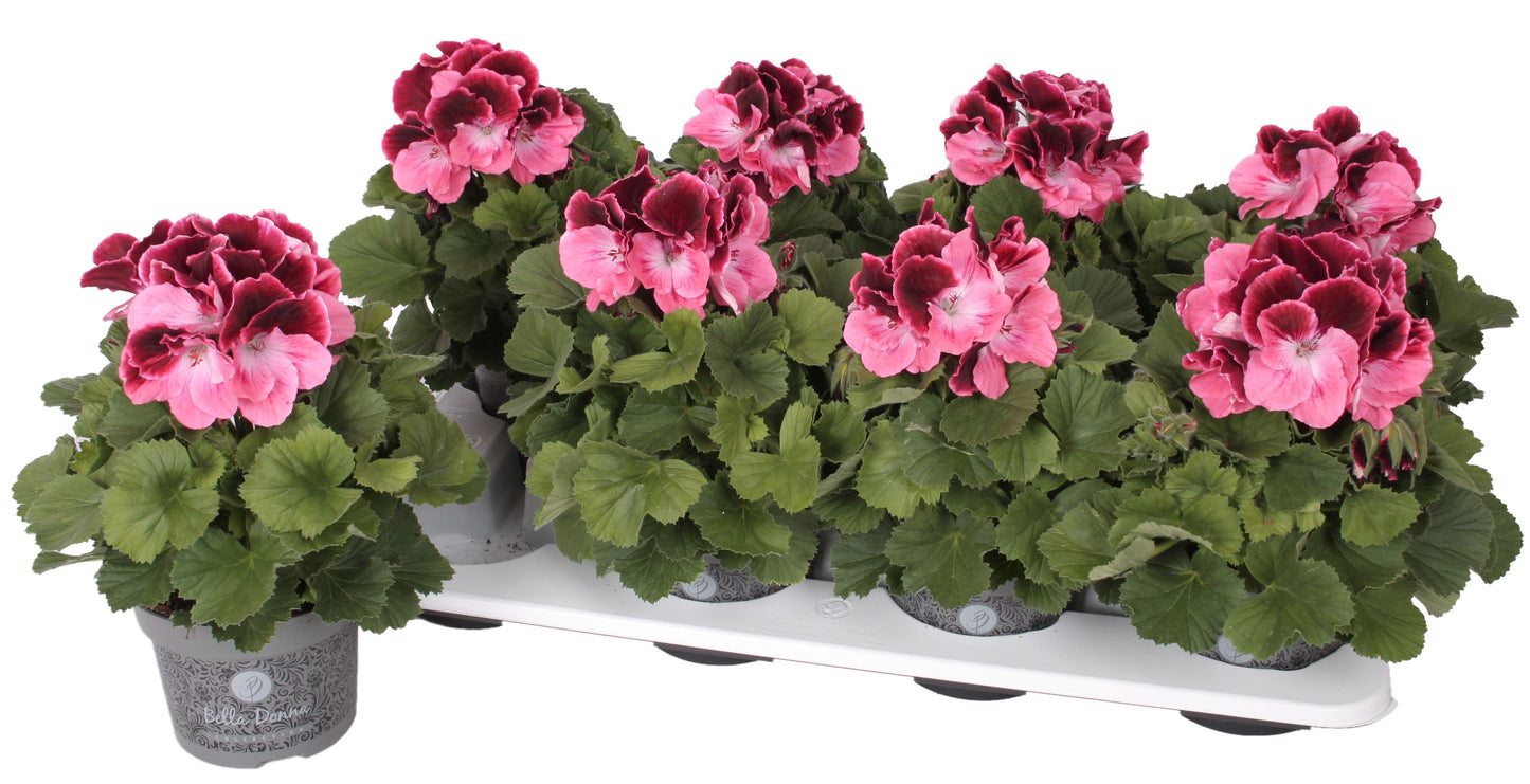 Pelargonium gr. Bella Donna pink-red 28cm 12cm Pot