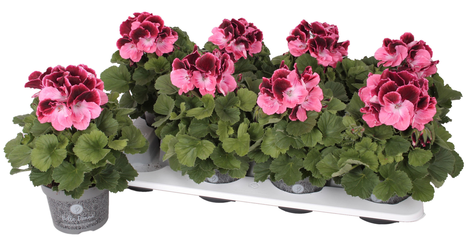 Pelargonium gr. Bella Donna pink-red 28cm 12cm Pot
