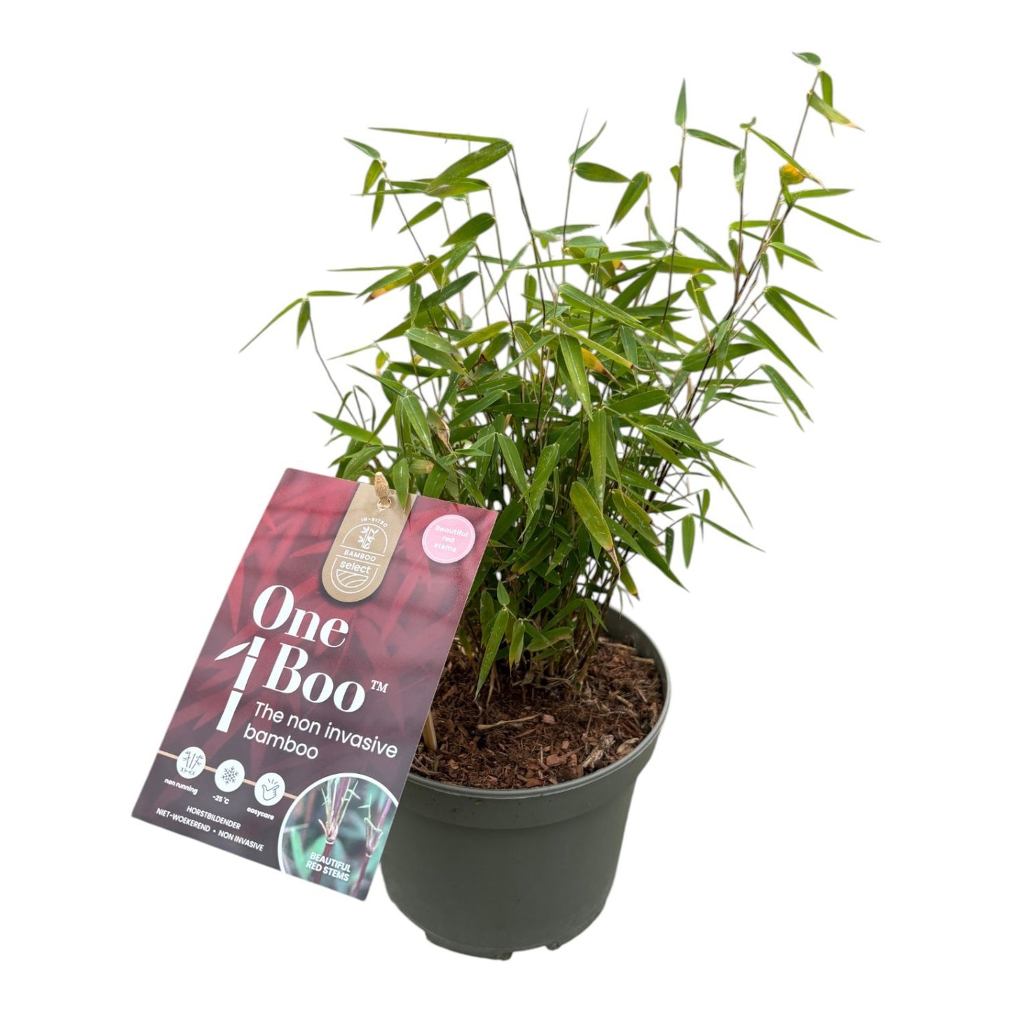 Fargesia Jiuzhaigou 1 30cm 17cm Pot